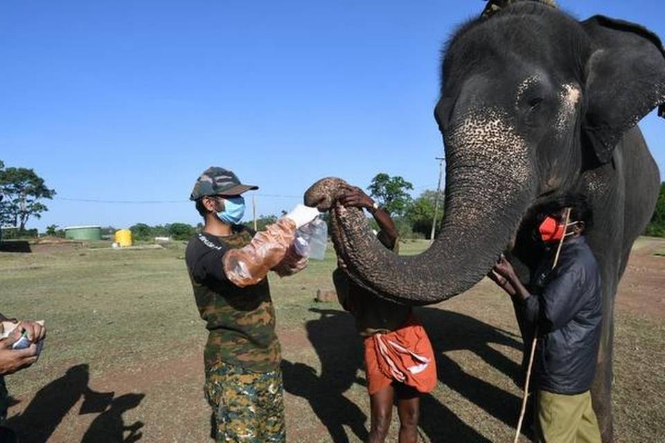 भारतमा  १८ हात्तीको कोरोना परिक्षण