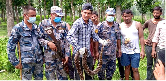 कन्चनपुरमा भेटियो ३ मीटर लामो अजिङ्गर