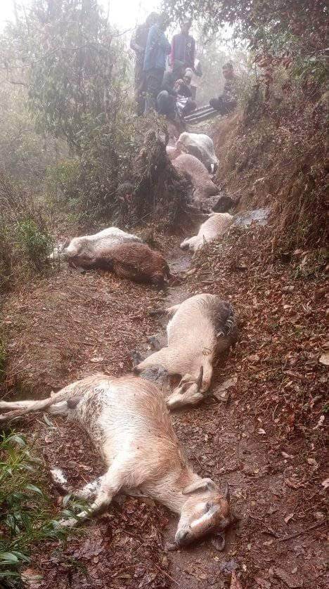 अछाममा चट्याङ लागेर नौ बाख्रा मरे