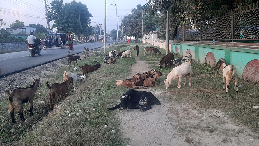 दशैंमा खसीबोका बिक्री नहुँदा किसान निराश