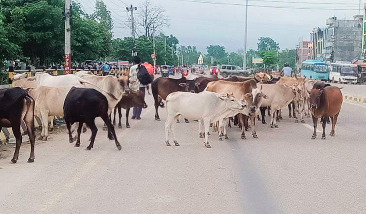 अझै हटेन पशु चौपाया छाड्ने प्रवृत्ति