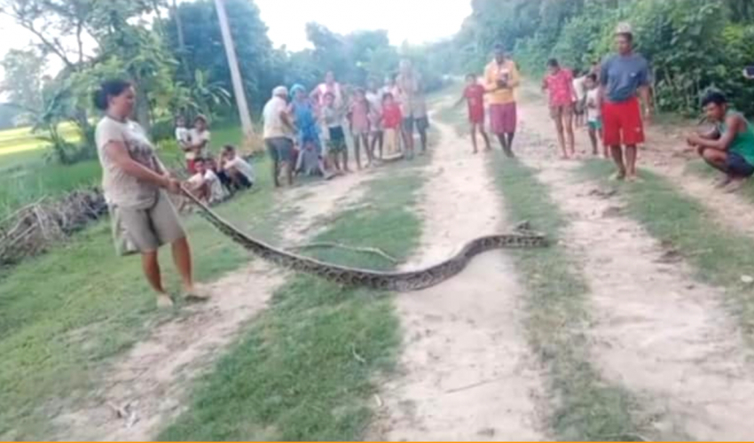 कैलालीमा २५ केजीको अजिङ्गर फेला