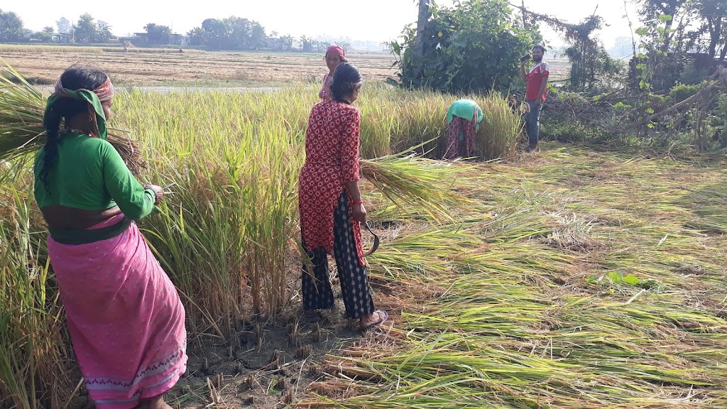 दशैमा किसान धान भित्र्याउन व्यस्त