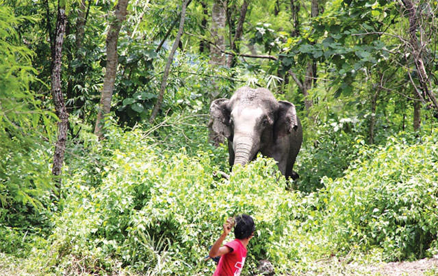 हात्तीको आक्रमणबाट कञ्चनपुरमा एक जनाको मृत्यु