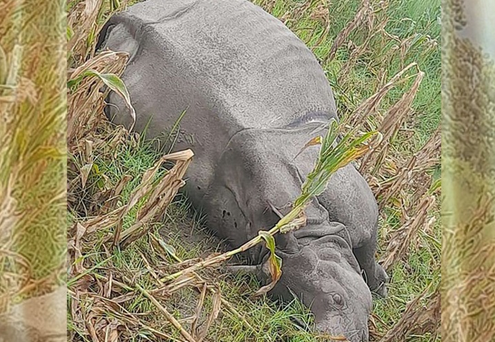 चितवन राष्ट्रिय निकुञ्जमा गैँडा मृत फेला