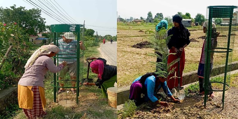 धनगढीको ‘हरियाली प्रवर्द्धन’ अन्तर्गत ११ हजार बढी बोट बिरुवाहरु बृक्षारोपण