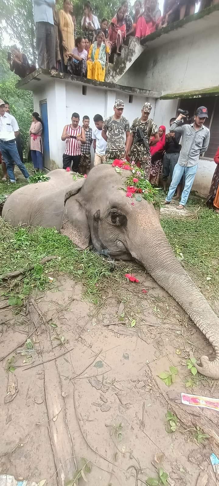 शौचालयको सेफ्टिट्यांकीमा फसेर हात्तीको मृत्यु