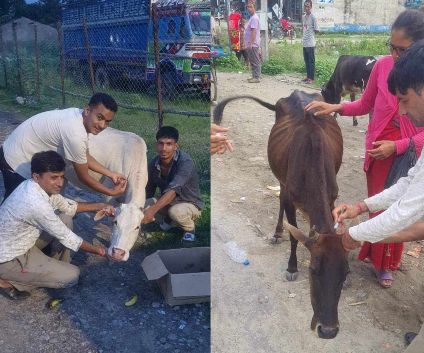 ८७ हजार पशुचौपायालाई लगाइयो खोरेत विरुद्धको खोप