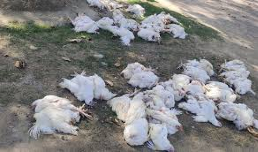 धनगढीबाट भन्सार छलीका बोईलर कुखुरा बरामद