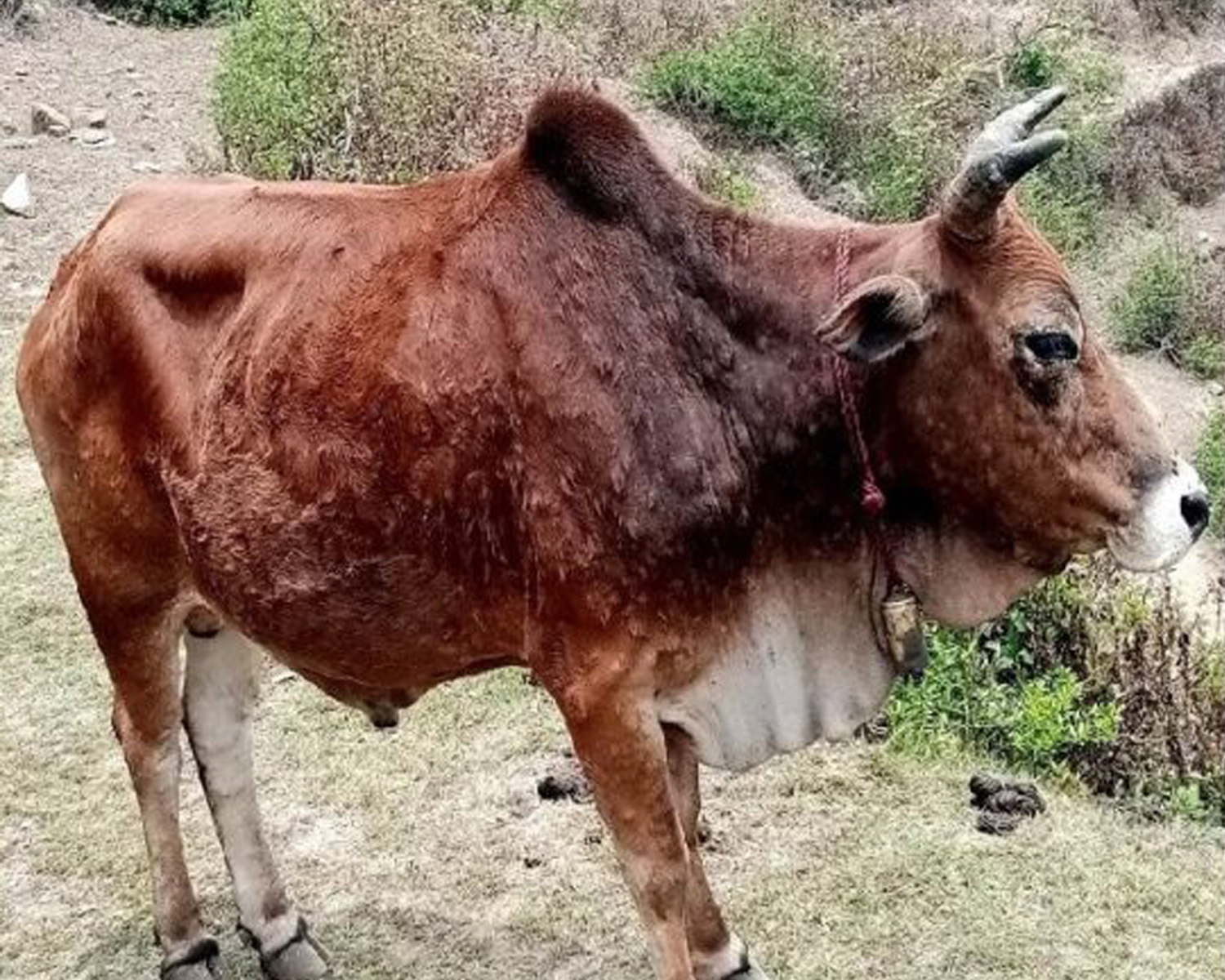 लम्पी स्किनका कारण देशभर २५ हजार पशु मरे