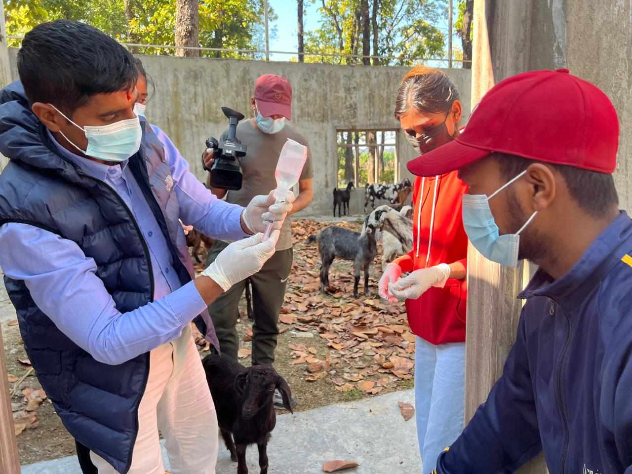 कैलालीमा ३५ प्रतिशत पशु चौपायामा लगाइयो खोरेत खोप