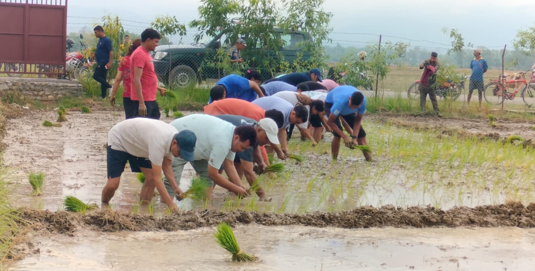 देशभर ५ लाख ३९ हजार हेक्टर क्षेत्रफलमा रोपाइँ सकियो