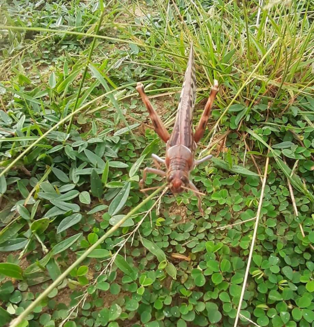 सलह कैलाली पुगेको आसंङ्का