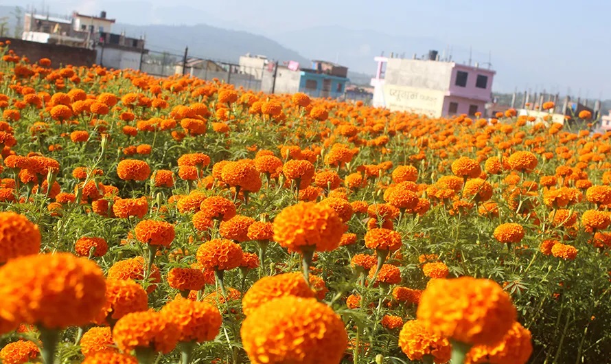 तिहारमा फूल बेच्न भ्याइनभ्याई