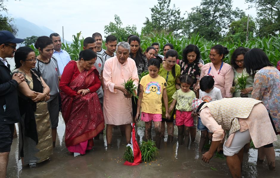 शीतलनिवासमा धान रोपाइँ