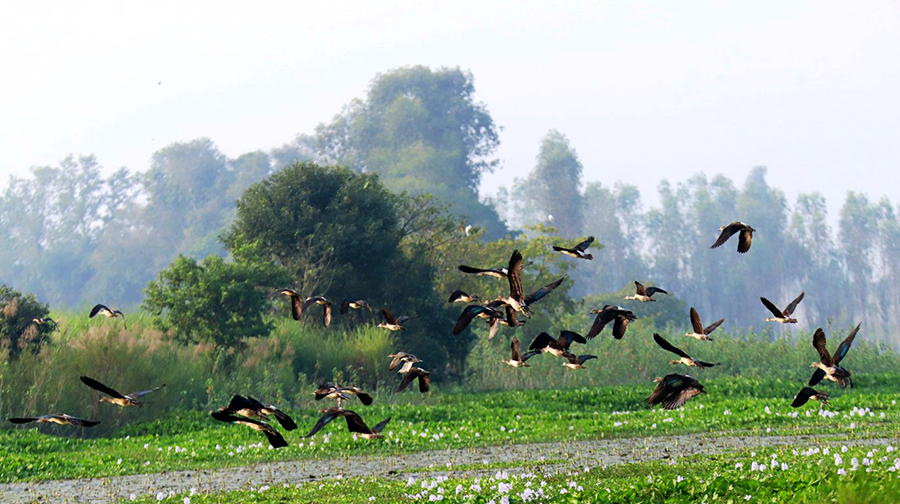 कैलाली–कञ्चनपुर आइपुगे साइबेरियाका चरा