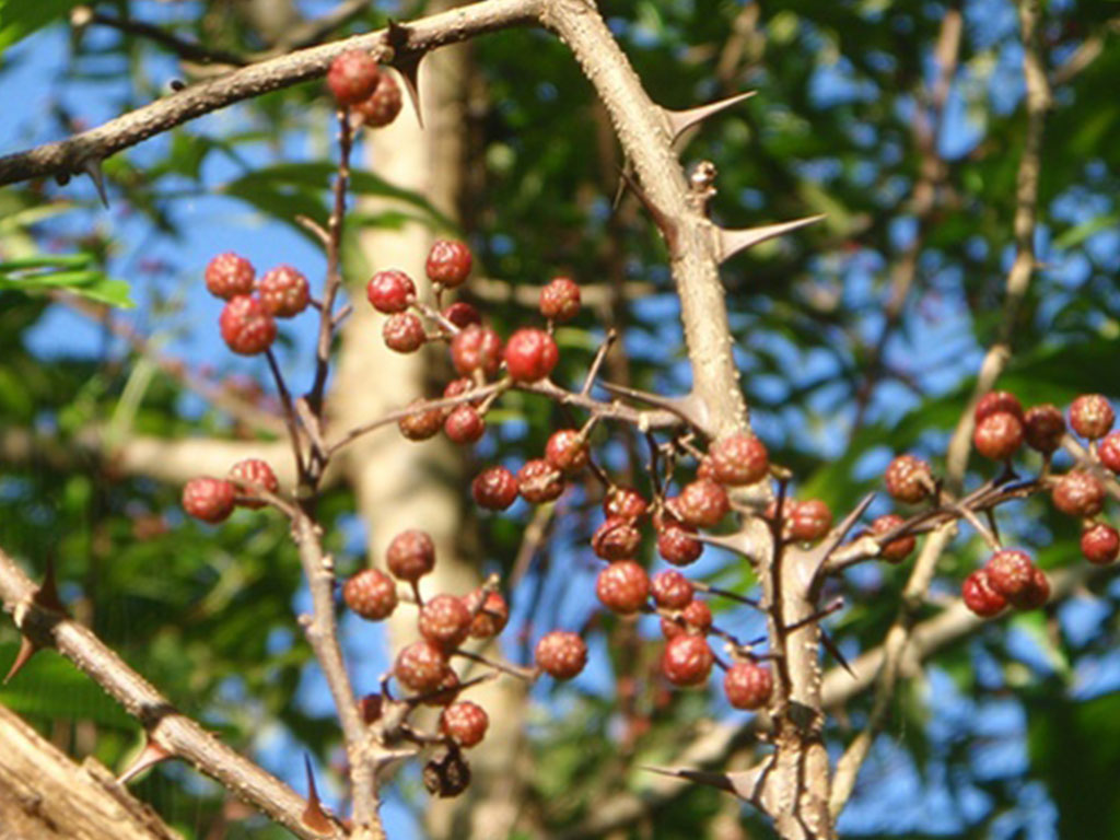 बैतडीमा २५ हजार टिमुरका बिरुवा रोपिने